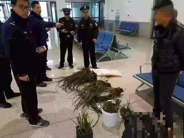 7种花不要随便挖，轻则罚款，重则坐牢！