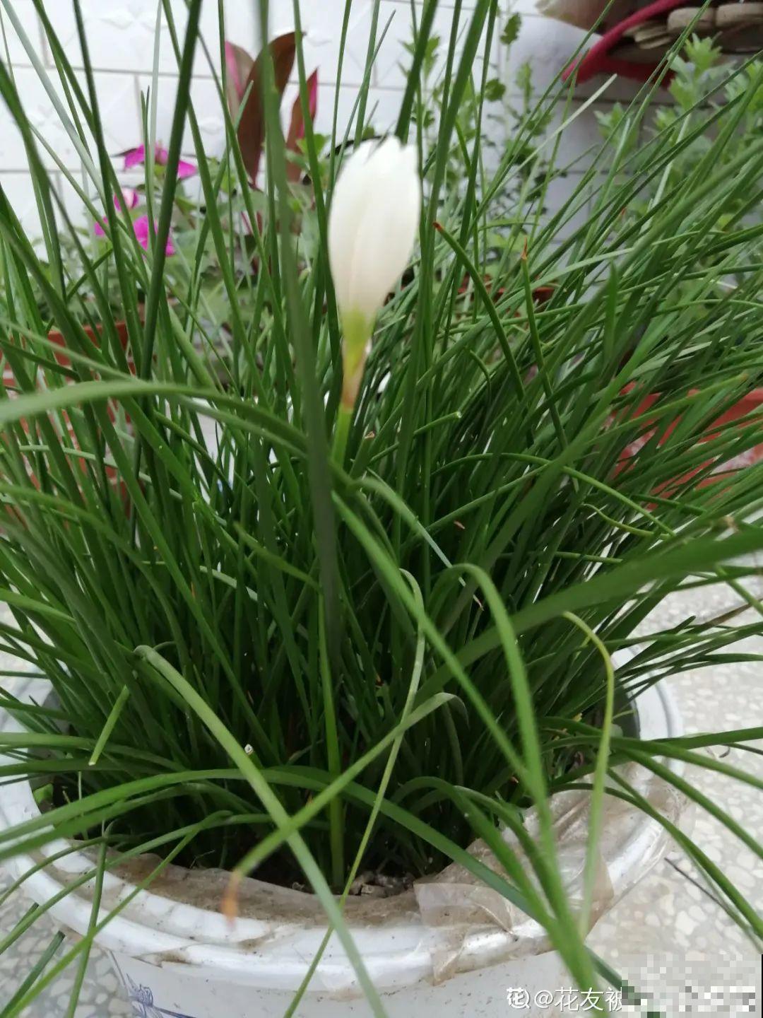 不用施肥打药,这花旱它几个月,疯狂爆花! 不用施肥打药,这花旱它几个月,疯狂爆花!