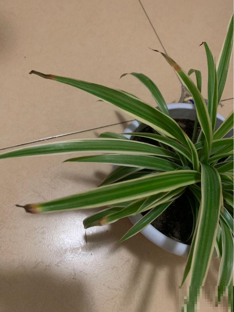 家里的吊兰总是干尖，剪一剪多喷水，叶子油亮翠绿