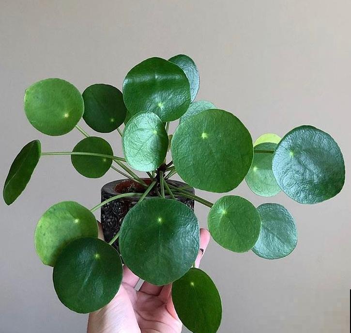 这5种植物，叶子长得太像了，放一块你绝对认不出来！