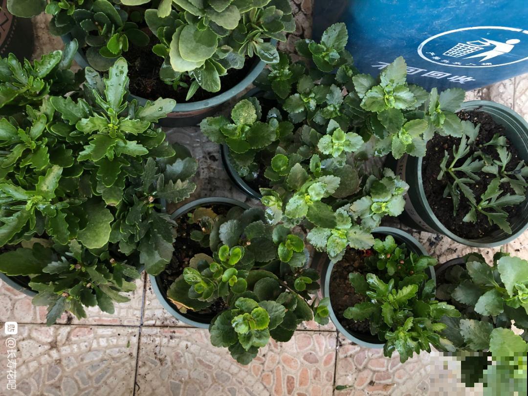 周末去花市捡漏，这花竟然1块钱1棵，赶紧买！