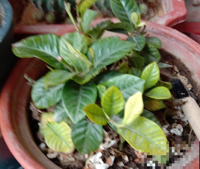 叶子发黄,灌点“补铁水”,7天恢复绿油油! 叶子发黄,灌点“补铁水”,7天恢复绿油油!