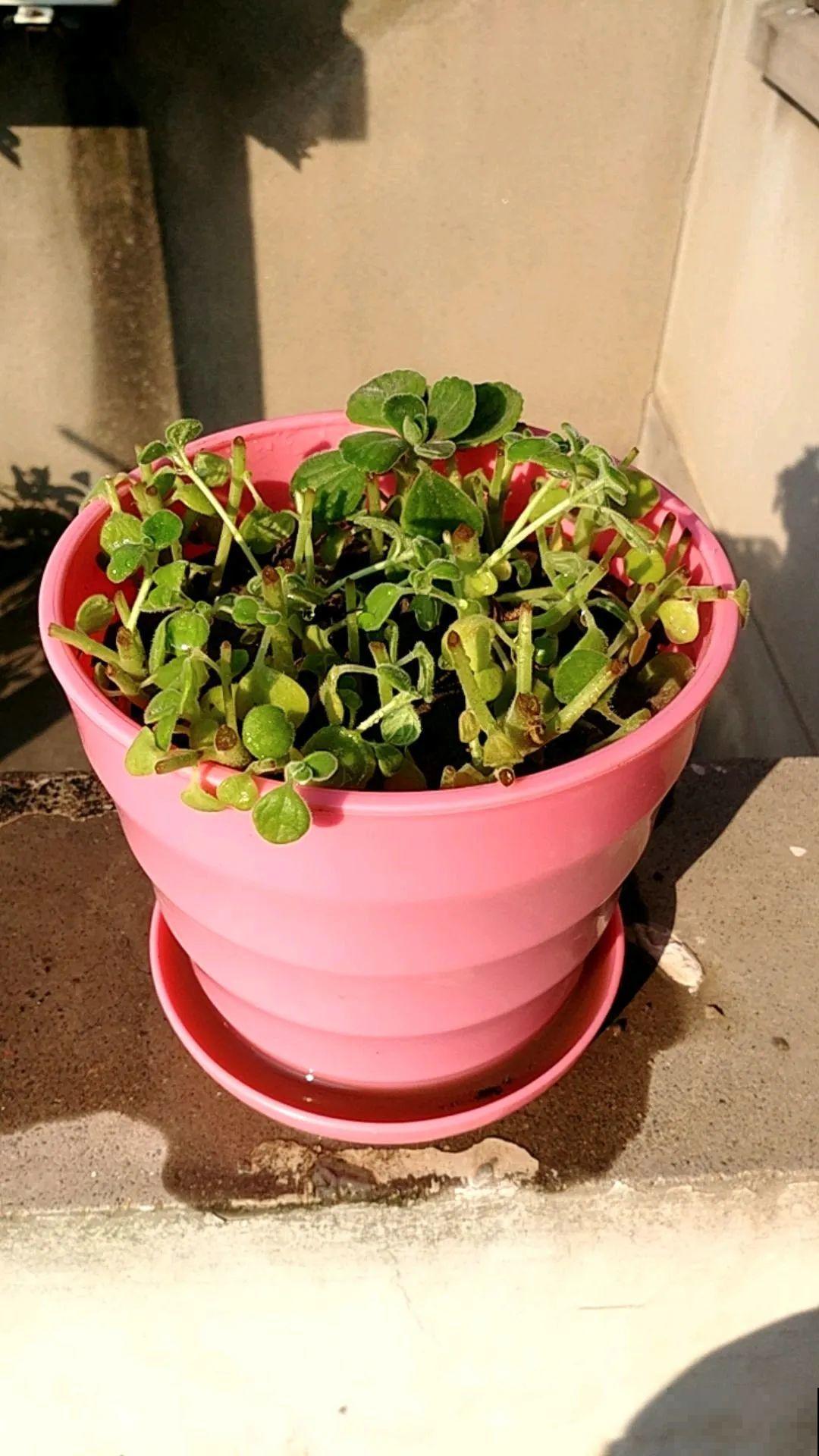 9种花,夏天剃个小平头,平平稳稳度夏天 9种花,夏天剃个小平头,平平稳稳度夏天