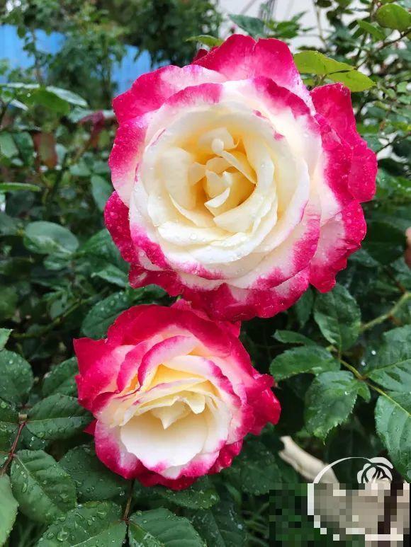 女儿辞职，回家养花，老爸说：15亩地，你负责养花，我负责蔬果！