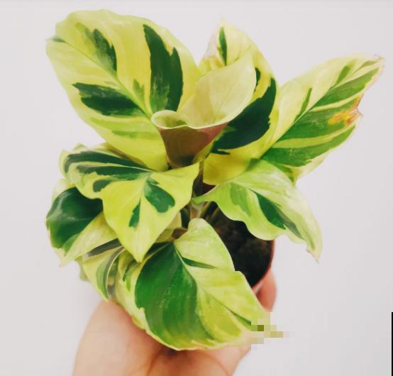 别养绿萝了,这种超级耐阴王,叶子比油画还美! 别养绿萝了,这种超级耐阴王,叶子比油画还美!