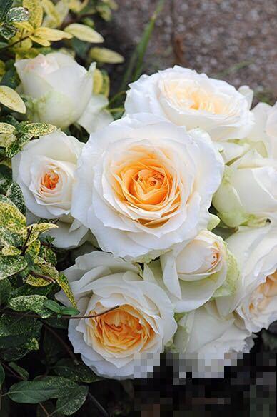 8款冷门月季,表现特别好,但是养的人不多! 8款冷门月季,表现特别好,但是养的人不多!