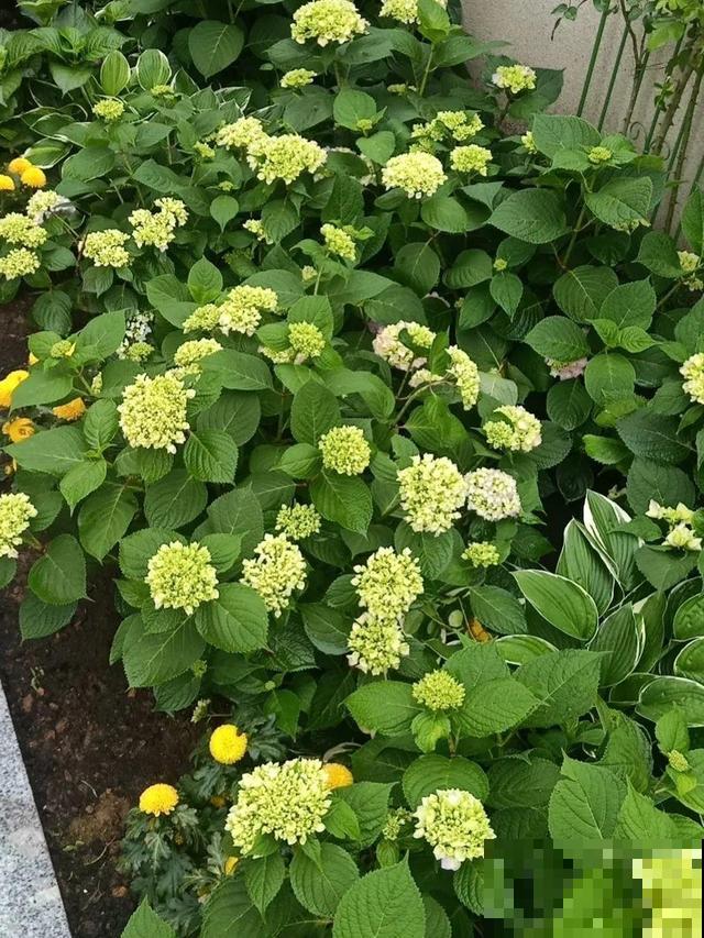 绣球老了不开花,这么养,老桩爆开上千朵花! 绣球老了不开花,这么养,老桩爆开上千朵花!