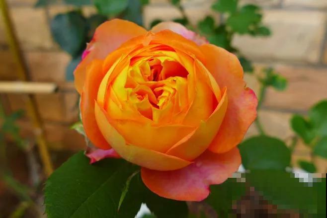 专属12星座的月季花，快看你的星座是什么月季吧！