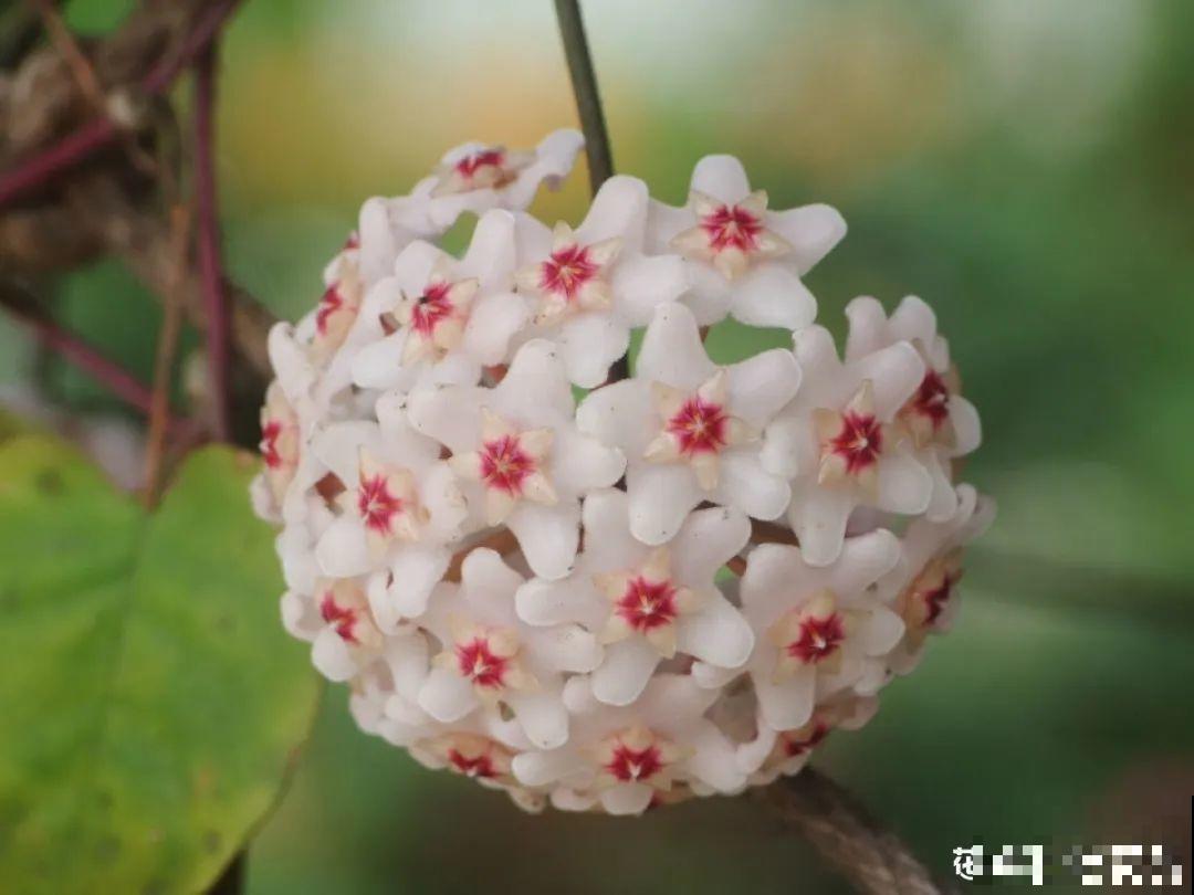 20种香水花,茶花排倒数,第一就是它! 20种香水花,茶花排倒数,第一就是它!