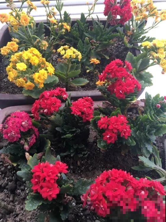 现在开花不一定是好事，赶紧剪掉，才能正常活