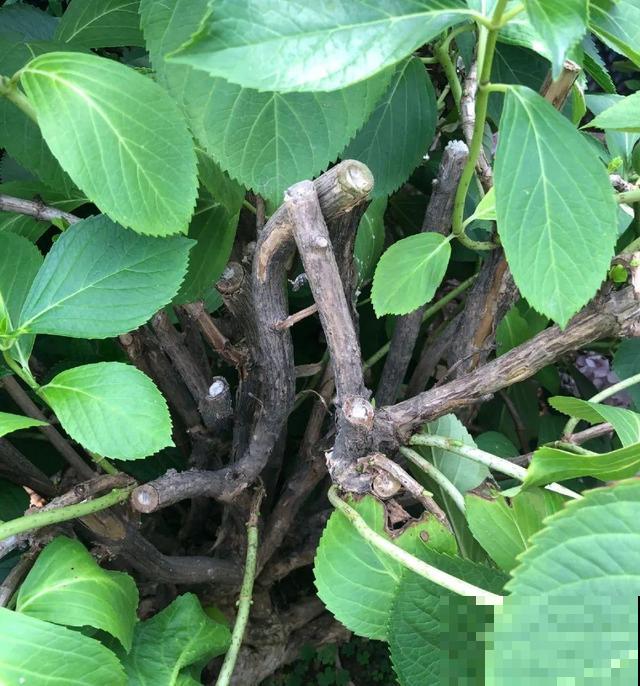 绣球老了不开花,这么养,老桩爆开上千朵花! 绣球老了不开花,这么养,老桩爆开上千朵花!