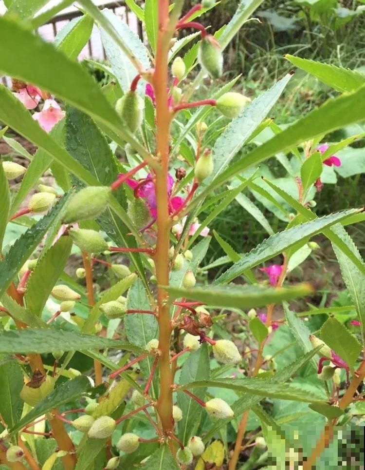 15种花繁殖力强，种子扔土里，呼呼冒出一大片