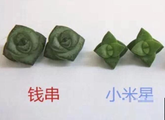 这种多肉,爆盆太可怕了,叶子多得往外溢! 这种多肉,爆盆太可怕了,叶子多得往外溢!