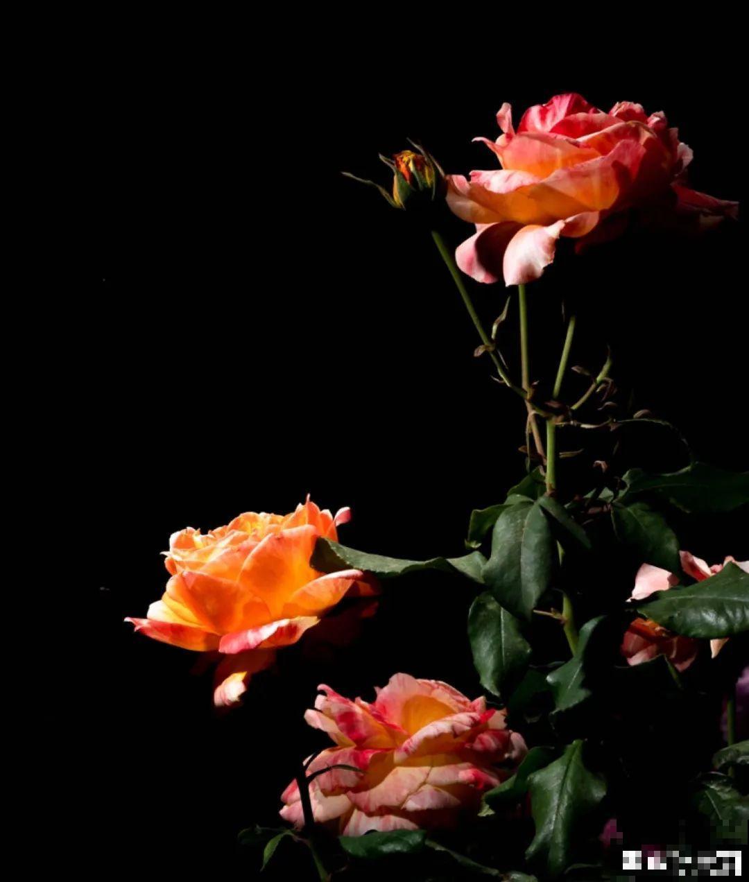 5种花,卧室不能养,离太近都不好! 5种花,卧室不能养,离太近都不好!