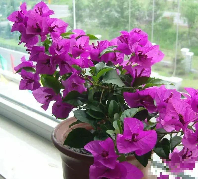 6种花扦插,杆子越粗越好活,根长成大扫把! 6种花扦插,杆子越粗越好活,根长成大扫把!