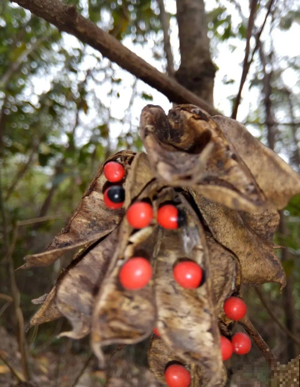 10种花有剧毒,遇到千万别乱碰,小心中毒! 10种花有剧毒,遇到千万别乱碰,小心中毒!