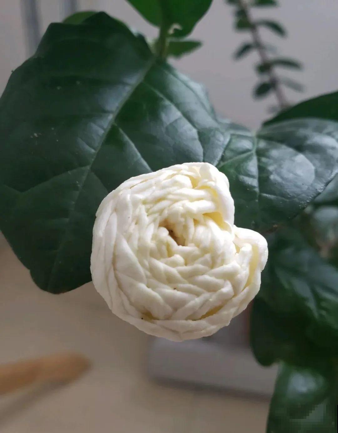 栀子、茉莉原来有5个品种,一个比一个香,叶子带花纹的更值钱! 栀子、茉莉原来有5个品种,一个比一个香,叶子带花纹的更值钱!