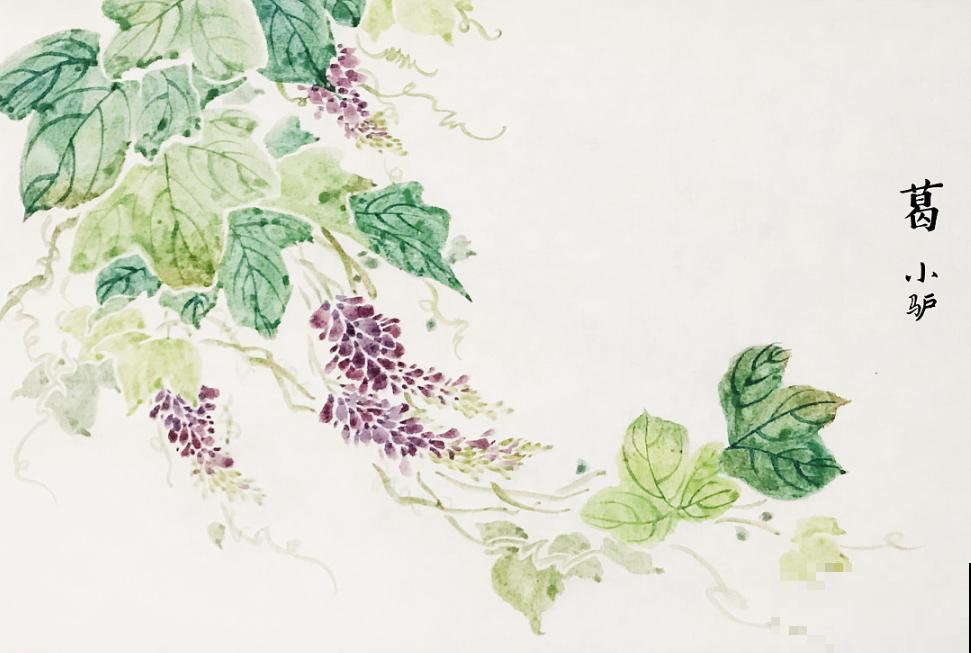 诗经里的植物,美了3000多年,有图有真相! 诗经里的植物,美了3000多年,有图有真相!