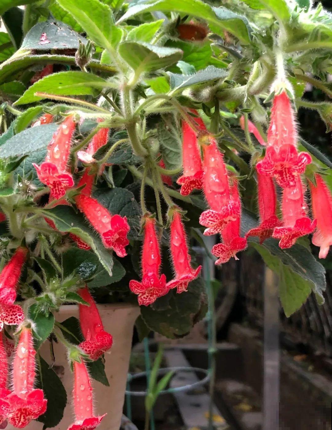 原来真的有花叫做“开花机器”，耐阴好养，一盆养不够