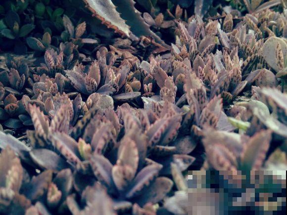 这花太能生崽,恨得用脚踩,结果越踩长得越多! 这花太能生崽,恨得用脚踩,结果越踩长得越多!