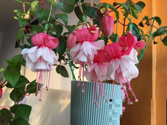 三伏天来了,这4种花赶紧断水,一浇一个死! 三伏天来了,这4种花赶紧断水,一浇一个死!