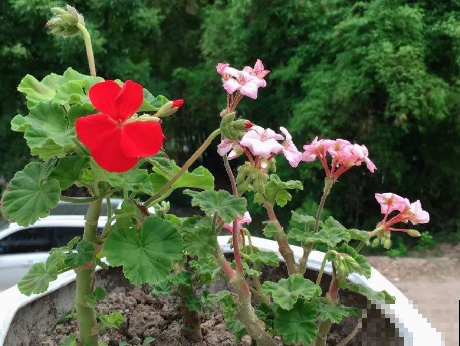 家里有这7种花,少浇水、不能晒,天热要休眠! 家里有这7种花,少浇水、不能晒,天热要休眠!