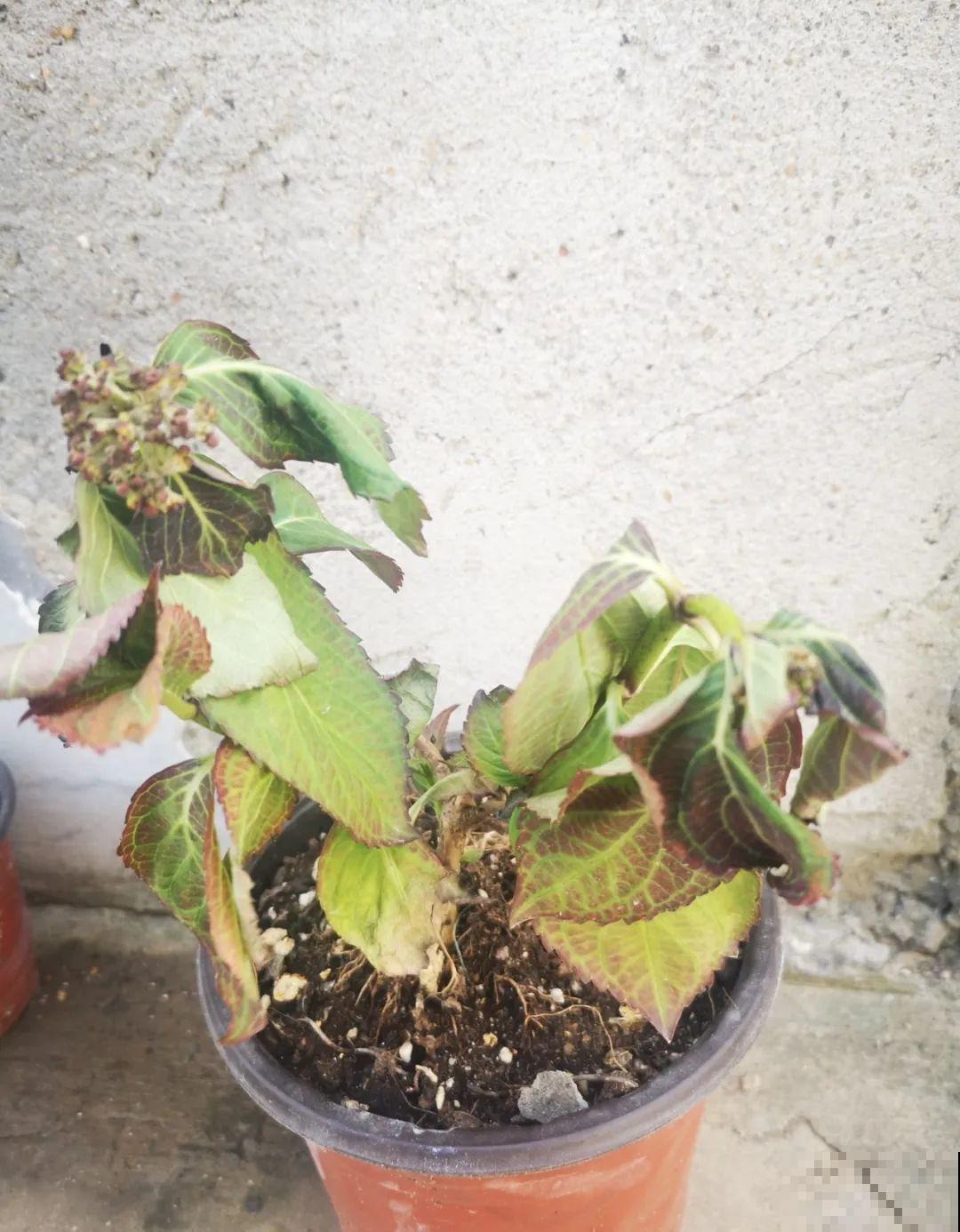 38℃高温，家里的花挺不过去，只剩盆了！