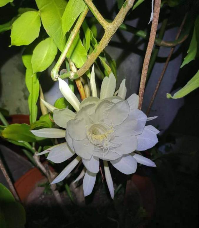 搬个椅子守了一晚上,就为了看昙花,我真是太拼了! 搬个椅子守了一晚上,就为了看昙花,我真是太拼了!