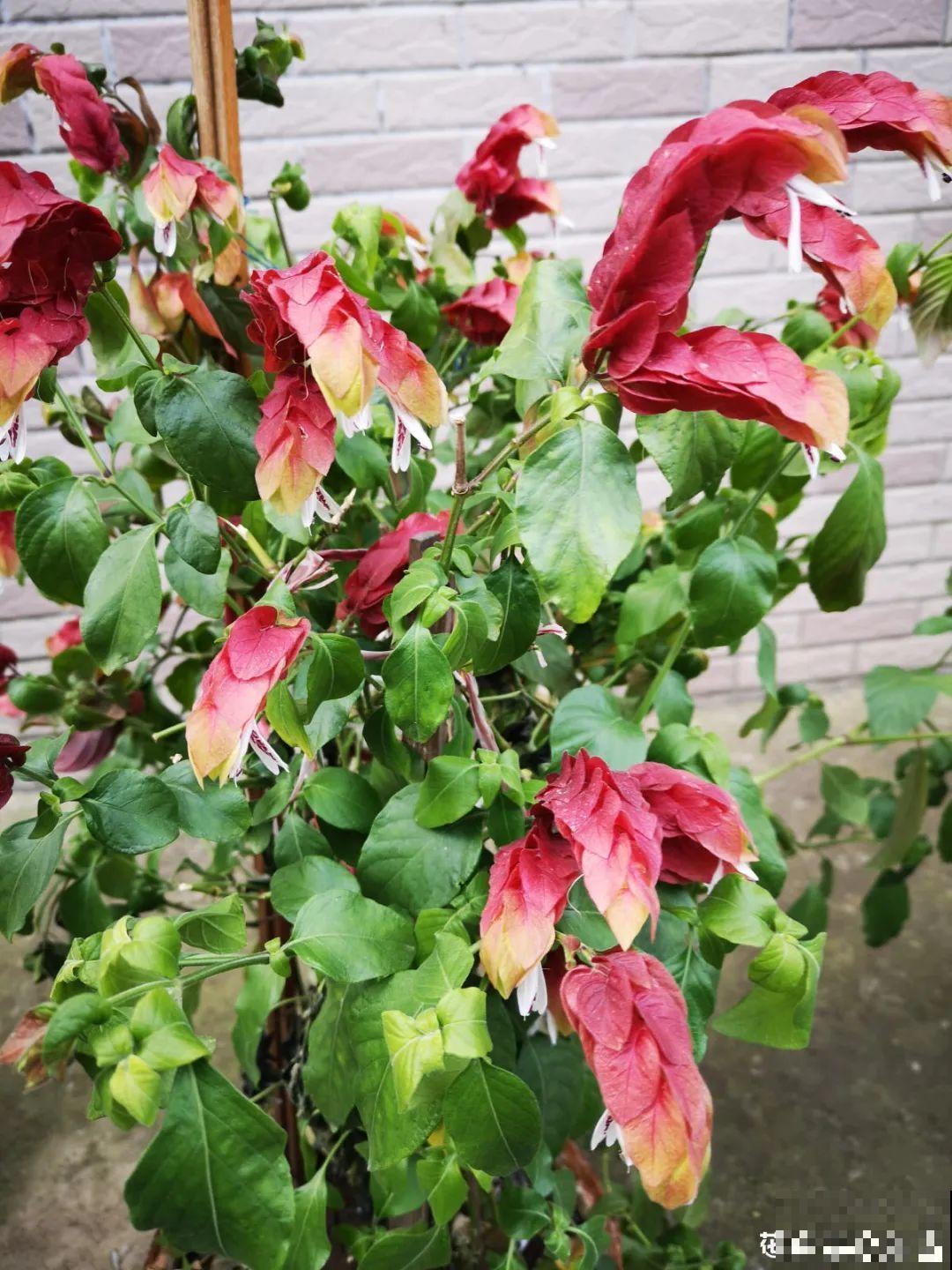 12种花，堪称“耐阴王”，比绿萝好看一万倍！