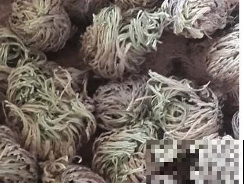 九死还魂草,怎么折腾都死不了,一遇水枯叶变绿叶! 九死还魂草,怎么折腾都死不了,一遇水枯叶变绿叶!