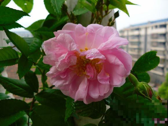 各国的国花,居然被他编成一首诗,太有才了! 各国的国花,居然被他编成一首诗,太有才了!