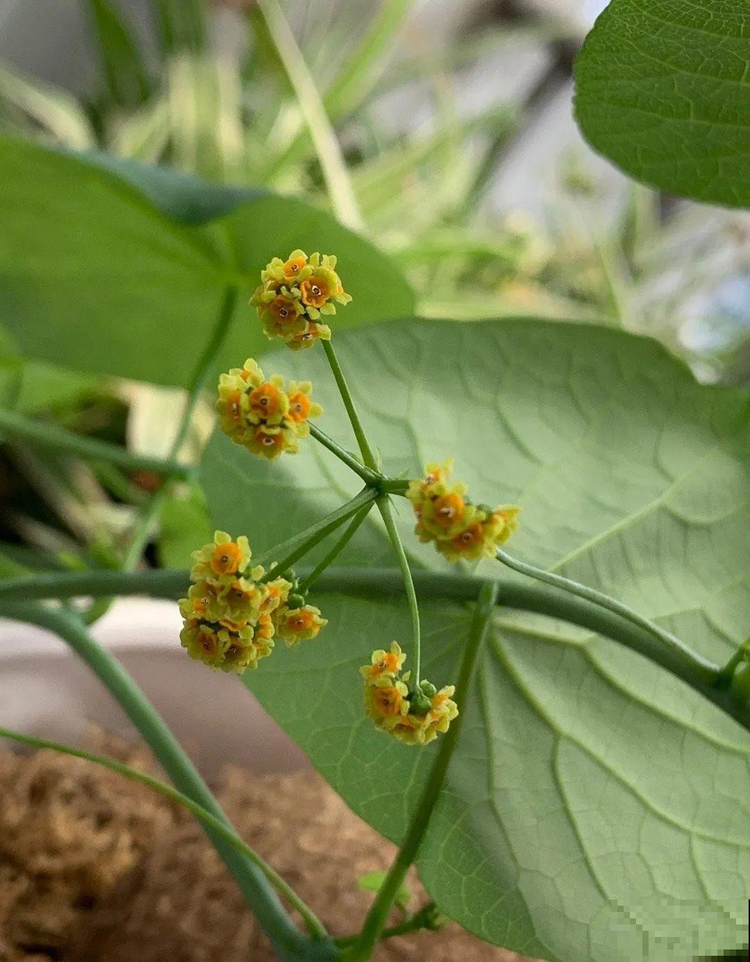 大土豆埋土里,2个月变成绿窗帘,1个月不浇水照样活! 大土豆埋土里,2个月变成绿窗帘,1个月不浇水照样活!