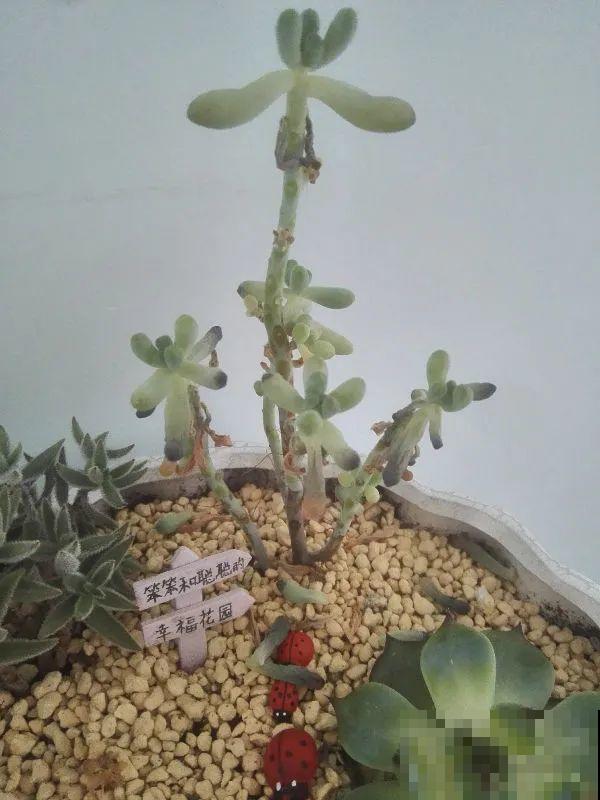 这花3年没浇水，却疯长得把盆撑爆，懒人福利啊！