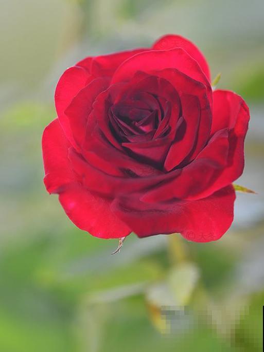 几种适合阳台养的月季,夏天也很少生病,太省心了! 几种适合阳台养的月季,夏天也很少生病,太省心了!