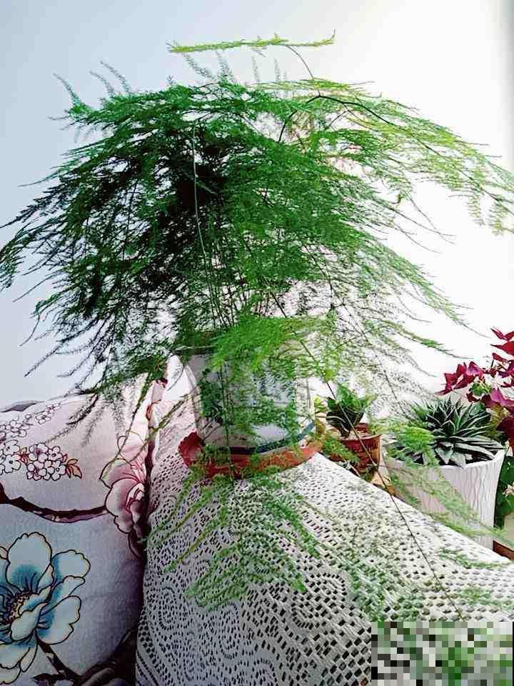 家里5个角落，光照不足，适合养盆耐阴花