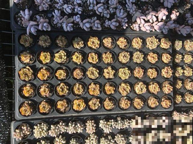 多肉化水,剪一刀消消毒,伤口重新长出小嫩芽 多肉化水,剪一刀消消毒,伤口重新长出小嫩芽