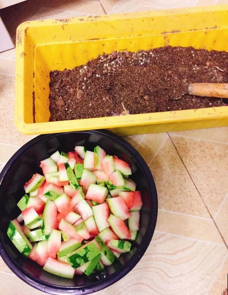 花盆里埋一捆电线，竟然再也不黄叶，花还蹭蹭开爆！