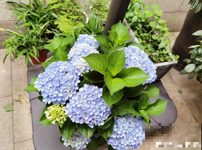 为什么手机拍出来的花，颜色总是失真？教你拍出真正好看的花！