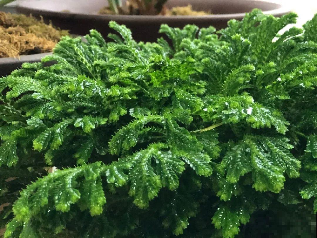 神奇的卷柏，可以起死回生，喷点水就复活！