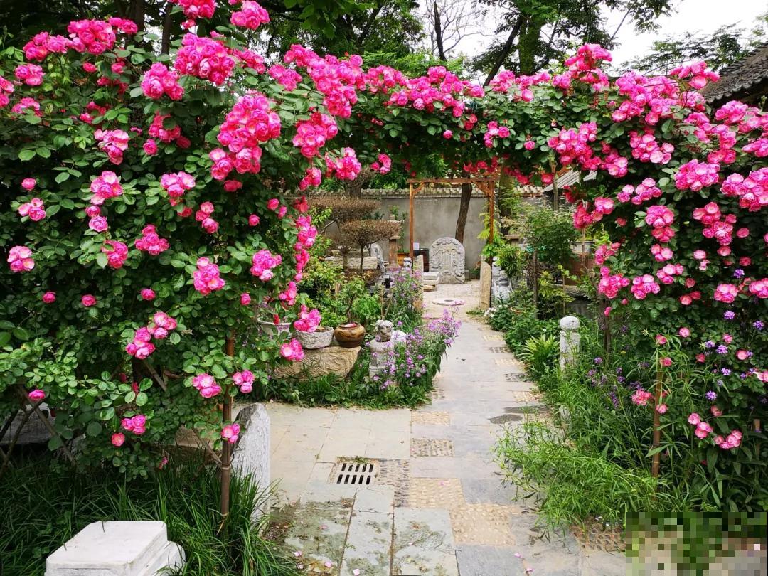 有个小院养养花，退休的生活，也能多姿多彩！