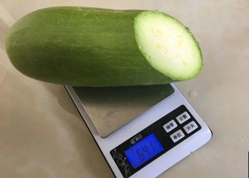 西红柿养成树,1年能结6000斤果,巨无霸第一次见! 西红柿养成树,1年能结6000斤果,巨无霸第一次见!