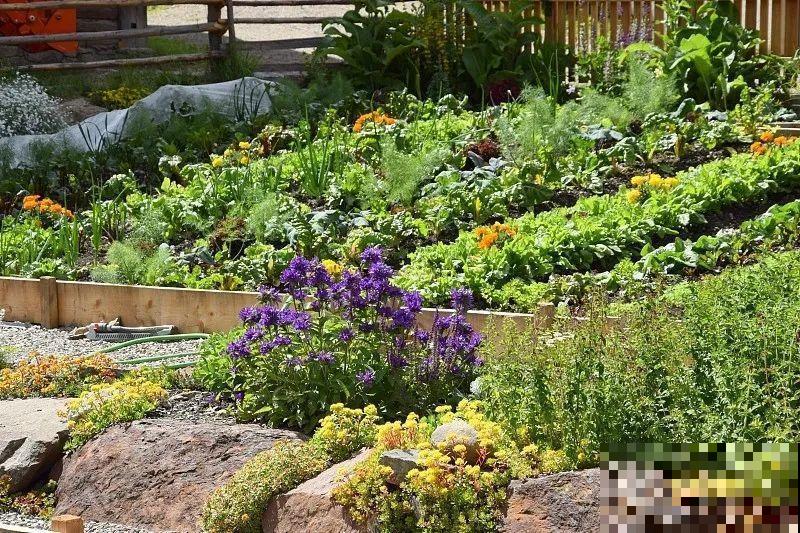 菜园就是花园，这才是养花、种菜的最高境界！