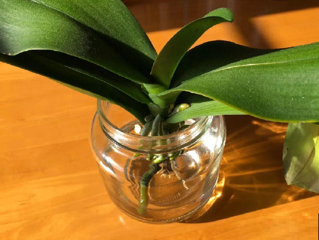 红掌喜欢纯水养，根长成人参，养10年都行！