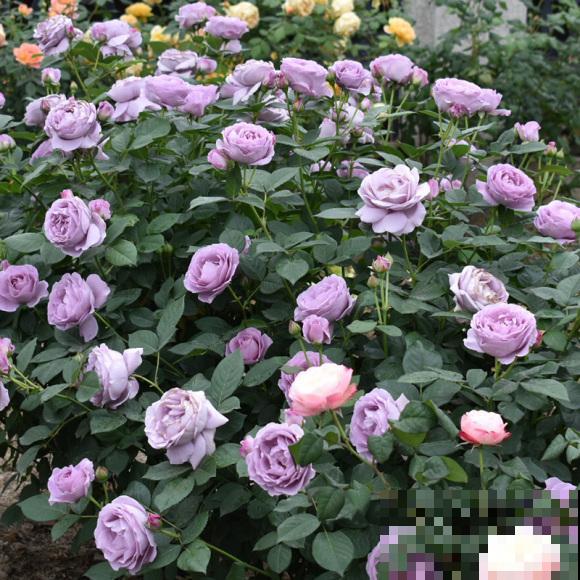 几种适合阳台养的月季,夏天也很少生病,太省心了! 几种适合阳台养的月季,夏天也很少生病,太省心了!