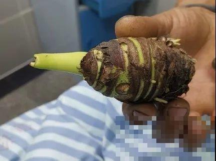 有些花有毒,家里有孩子要注意,不能乱碰 有些花有毒,家里有孩子要注意,不能乱碰