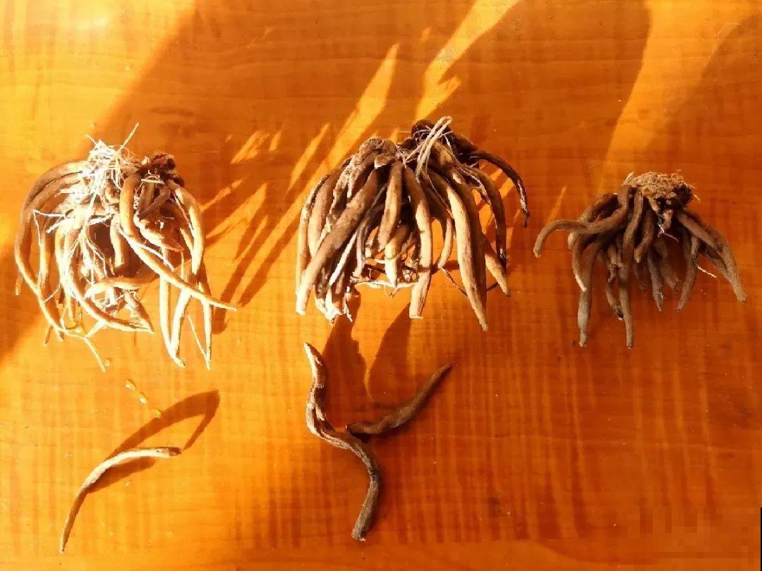 家里养盆花毛茛，开花像牡丹，艳丽多彩超漂亮