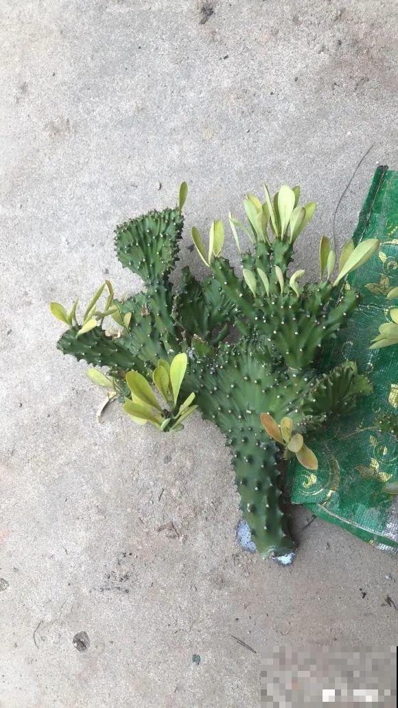 这花3年没浇水，却疯长得把盆撑爆，懒人福利啊！