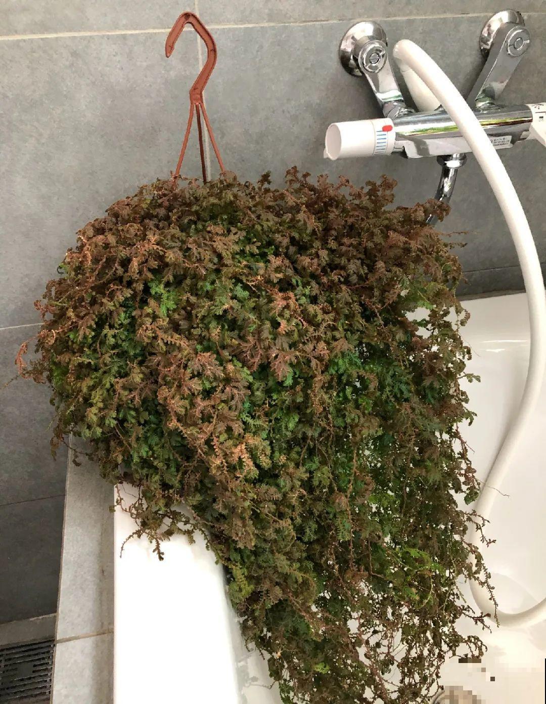 神奇的卷柏，可以起死回生，喷点水就复活！