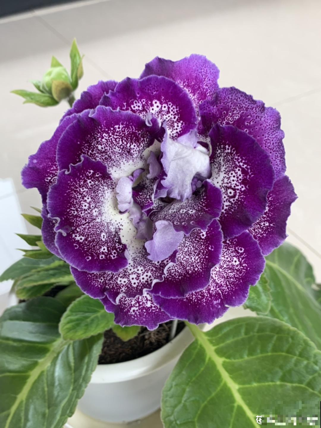 原来真的有花叫做“开花机器”，耐阴好养，一盆养不够