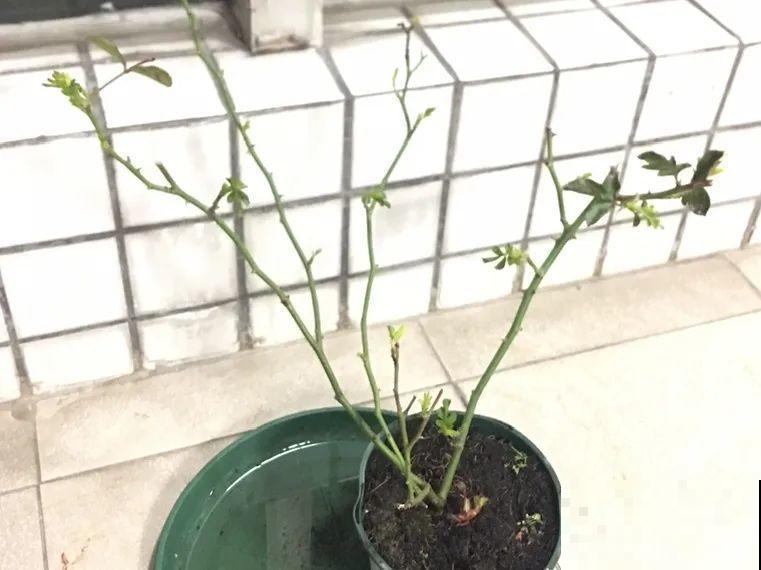 花养成光杆司令，赶紧这么救，3天冒新芽！